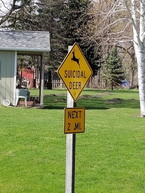 This Is A Real Sign Warning Signs, Funny Fails, Funny Signs, Bored Panda, Highway Signs, Fails, Deer, Funny Pictures, Novelty Sign