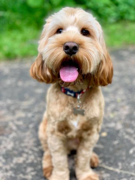 Cockapoo Full Grown, Mans Best Friend, A Walk, Puppy Love, Apricot, 1 Year, Year Old, Best Friend, Amber