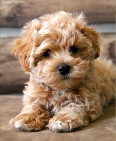 Anjing Poodle, Ras Anjing, Toy Dog Breeds, Cele Mai Drăguțe Animale, Maltipoo Puppy, Psy I Szczenięta, Teacup Puppies, Poodle Puppy