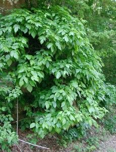 Lifeform of the week: Poison ivy, poison oak, poison sumac | Earth | EarthSky | tall poison ivy is pictured here Kill Poison Ivy, Poison Plants, Poison Ivy Pictures, Poison Ivy Plants, Poison Ivy Remedies, Poison Ivy Rash, Poison Oak, Ivy Plants, Poisonous Plants