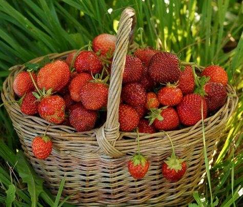 Strawberry Fields Forever, Strawberry Picking, Growing Strawberries, Strawberry Plants, Nature's Bounty, Strawberry Fields, Strawberry Recipes, Fruits And Veggies, Strawberry Shortcake