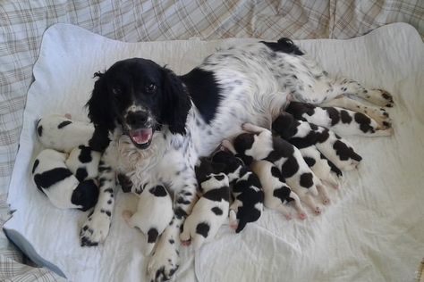 Dog Breeding Kennels, Dog Breeding Business, Whelping Puppies, Breeding Dogs, Puppy Litter, Springer Spaniel Puppies, Akc Breeds, Newborn Puppies, Cocker Spaniel Puppies