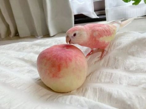 Pink Birds, Pretty Animals, Silly Animals, Cute Animal Photos, Pretty Birds, Cute Birds, Animal Photo, Cute Little Animals, 귀여운 동물