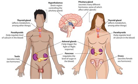 Endocrine system Human Anatomy Chart, Natural Body Detox, The Endocrine System, Master Cleanse, Endocrine Disorders, Endocannabinoid System, Sedentary Lifestyle, Detox Program, Endocrine System