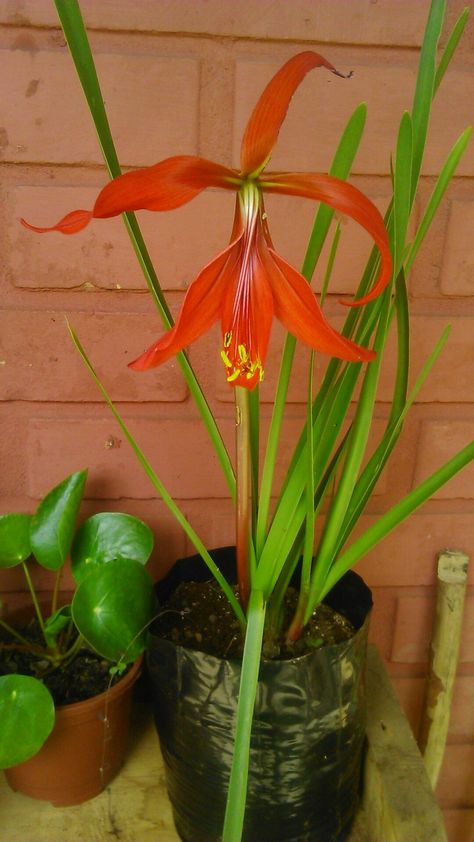 Del jardín de la Sra Paulina Millaquir, la sprekelia formosissima, aztec lily o flor de lis. Lily Flower, Orchids, Lily, Plants, Flowers, Santiago