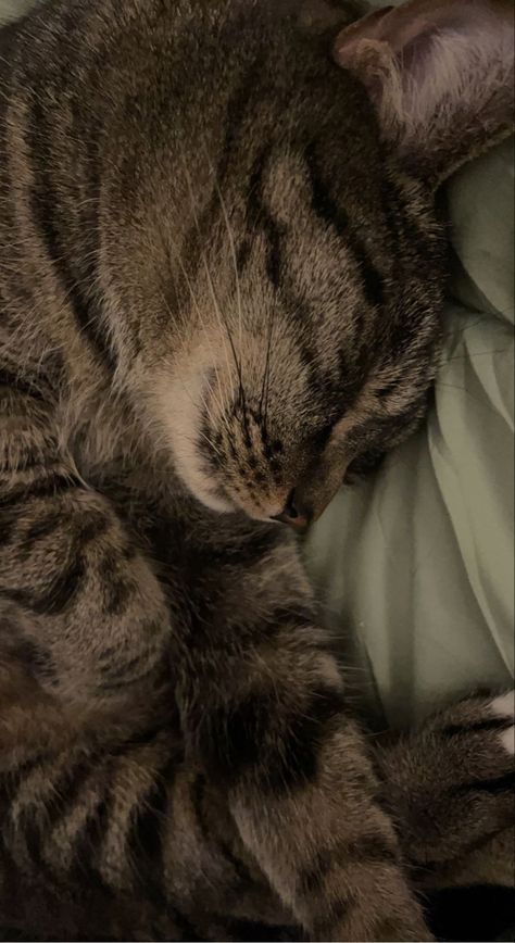 Sleepy Vibes Aesthetic, Janna Core, Cat Pics Aesthetic, Sleepy Cat Aesthetic, Sleepy Aesthetic, Calming Cat, Beach Instagram Pictures, Tabby Kitten, Sleepy Cat