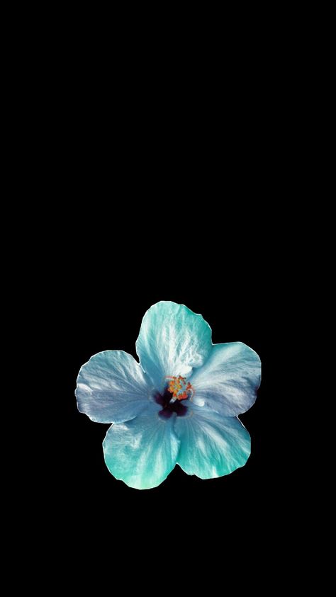 Iphone Flower Wallpaper, Hibiscus Flower Wallpaper, Flower Lockscreen, Hibiscus Wallpaper, Iphone Wallpaper Stars, Black Flowers Wallpaper, Flowers Black Background, Iphone Wallpaper Preppy, Blue Flower Wallpaper