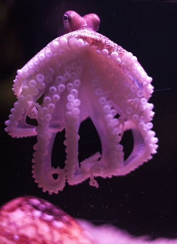 Octopus | Flickr - Photo Sharing! Underwater Beauty, Water Creatures, Life Under The Sea, Under The Water, Pink Stuff, Life Aquatic, Beautiful Sea Creatures, Water Animals, Underwater Creatures