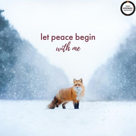 Let there be peace on earth and let it begin with me. 🦊 💝 Let There Be Peace On Earth, Peace On Earth Quotes, Male Professor, Earth Quotes, Animals In The Wild, Fall And Winter Outfits, Marine Mammals, Be Blessed, Peace On Earth