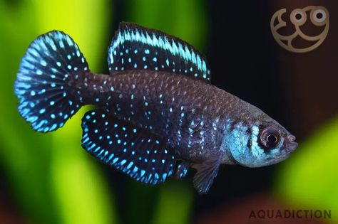 Blackfin Pearl Killifish - Austrolebias nigripinnis Fish Profile & Care Guide Lake Tanganyika, Aquarium Ideas, Underwater Creatures, Water Life, Phish, Beautiful Fish, Blue Pearl, Zoology, Tropical Fish