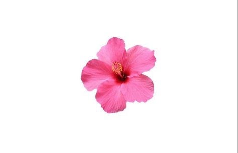 Nice summer wallpaper with pink flower 🌸 Hibiscus Macbook Wallpaper, Hibiscus Flower Wallpaper Laptop, Summer Wallpaper For Laptop, Summer Wallpaper Laptop Backgrounds, Computer Wallpaper Summer, Summer Wallpaper Macbook, Summer Aesthetic Wallpaper Laptop, Summer Computer Wallpaper, Summer Macbook Wallpaper