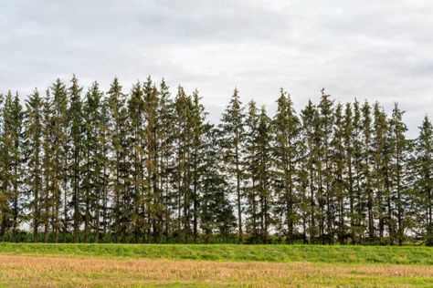 How to Create a Windbreak Small Garden Hedges, Windbreak Trees, Garden Hedges, Privacy Trees, Berry Bushes, Mountain Laurel, Foundation Planting, Crape Myrtle, Fast Growing Trees