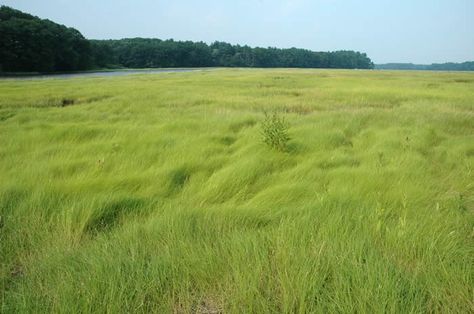 GRASSES: Saltmeadow Cordgrass Talk Grass Landscaping, Long Grass Landscape, Grasslands Aesthetic, Grass Aesthetic, Mexican Feather Grass, Trail Cam, Green Landscapes, Green Scenery, Salt Marsh