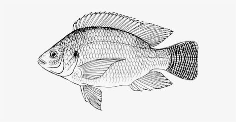 Well Labelled Diagram Of A Tilapia Fish Picture With Friends, Fish Png, Fish Sketch, Tilapia Fish, Fish Drawings, Class Projects, Png Download, Transparent Png, Png Image