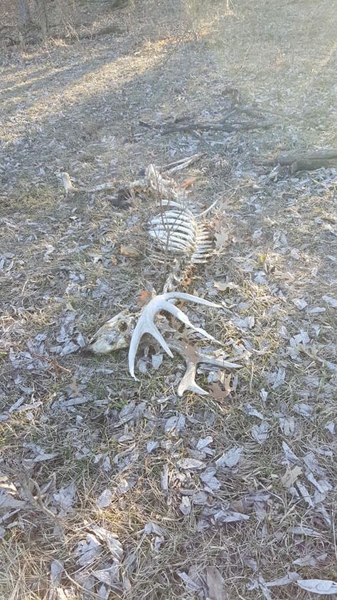 Raccoon Skeleton, Bone Hunting, Animal Skeleton, Wet Specimen, Animal Skeletons, Taxidermy Art, Vulture Culture, Bone Art, Fantasy Forest