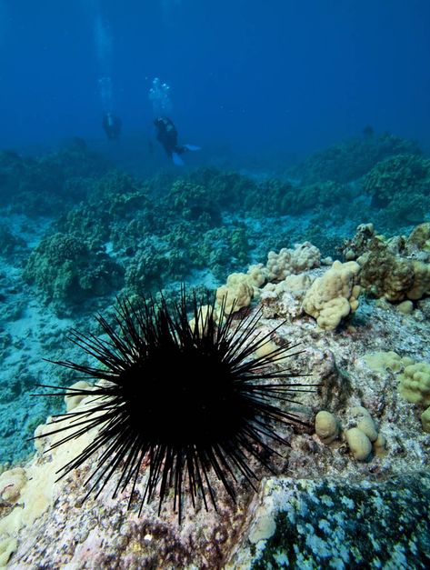 Photos of Sea Urchins - Echinoidea Sharks Cove Oahu, List Of Birds, Sea Urchins, Kingdom Animalia, Sea Slug, Oceans Of The World, Sea Urchin, Marine Biology, Sea And Ocean