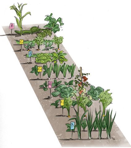 Plan Potager, Community Gardening, Design Graphique, Permaculture, Landscape Design, Plants, Design, Los Angeles, Landscape Designs