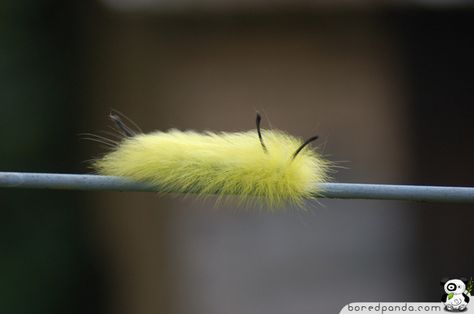 22 Weird and Beautiful Caterpillars - #4 Fuzzy Caterpillar, Fauna Marina, Moth Caterpillar, Cool Bugs, A Bug's Life, Beautiful Bugs, Creepy Crawlies, Bugs And Insects, Beetles