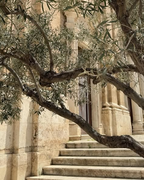 taking in the beauty of Italy🖤 This was me strolling around the streets in Monopli. I loved pretty much every city or smaller town in Puglia! The little streets and the colors are 100% my aesthetic, there are olive trees everywhere and the food is just🥹🤤😍 One of my favorite countries to visit for sure🇮🇹🤍 #italy #travel #slowlife #ootd #aesthetics #pinterestinspired #explore #fyp Olive Tree Aesthetic, Sylvia Plath The Bell Jar, Tree Aesthetic, Golden Garden, Countries To Visit, The Bell Jar, Olive Trees, Sylvia Plath, Garden Parties