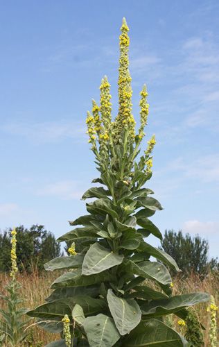 Mullein Plant Mullein Tea, Wild Foraging, Lung Health, Medicinal Herbs Garden, Sneak Attack, Healing Plants, Wild Edibles, Wild Food, Wild Plants