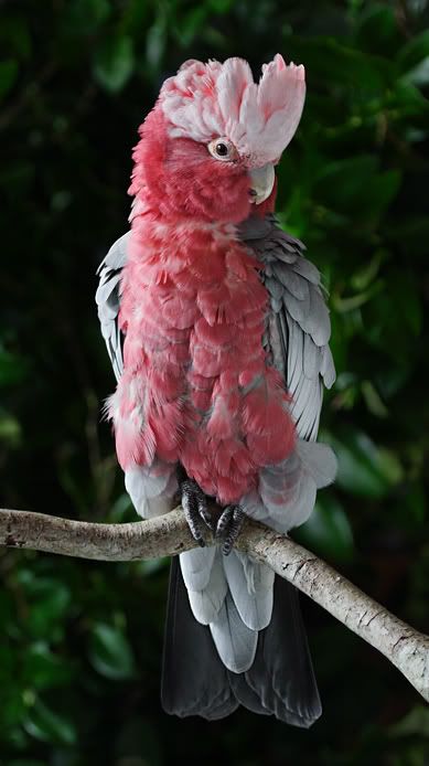 Animal Siblings, Jungle Wildlife, Galah Cockatoo, Pink Cockatoo, Pete Rose, Most Beautiful Birds, Australian Birds, Cute Animals Images, Funny Birds