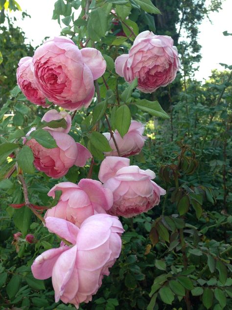 The Huntington Rose at the Huntington Library by Janet Squire Huntington Rose, Food Plot, Huntington Library, David Austin, Dream Garden, Peonies, Roses, Charms, Plants