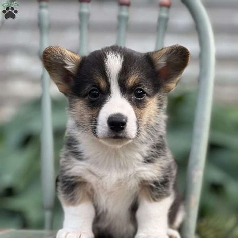 Cadie - Pembroke Welsh Corgi Puppy For Sale in New York Corgi Puppies For Sale, Pembroke Welsh Corgi Puppies, Puppies For Sale Near Me, Greenfield Puppies, Puppy Finder, Corgi Puppies, Welsh Corgi Puppies, Corgi Puppy, Puppy Mills