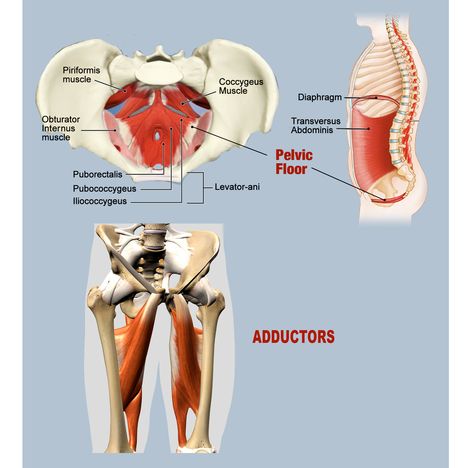 Pudendal Nerve, Massage For Headache, Trapped Nerve, Levator Ani, Pelvic Tilt, Healthy Inspiration, Pelvic Floor Muscles, Hip Pain, Massage Techniques