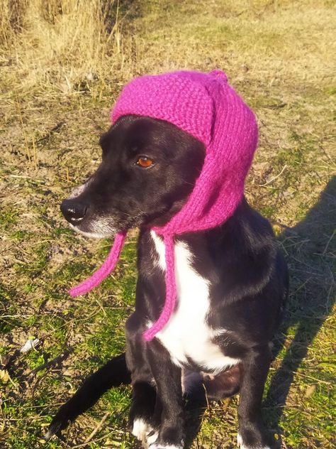 Free Dog Hat Knitting Pattern, Crochet Dog Hat Free Pattern, Knitted Dog Hat, Crochet Dog Hat, Dog Hats, Knitted Dog, Dog Fashion, Dog Hat, Pdf Knitting Pattern