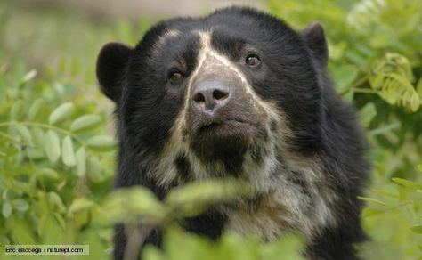 Spectacled Bear! O.O Bears Videos, Bear Videos, Andean Bear, Short Faced Bear, Bear Facts, Spectacled Bear, Bear Species, Bear Images, Animal Facts