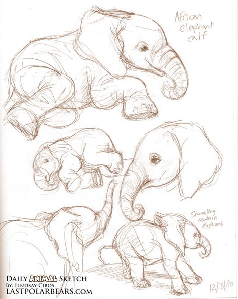 Elephant Line Drawing, Some Drawings, Animal Drawings Sketches, Drawing Eyes, Elephant Drawing, Animal Study, Elephant Tattoos, Elephant Art, Arte Sketchbook