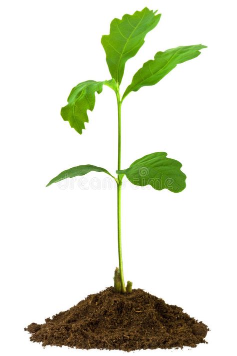 Oak Sapling, Sapling Tree, Tree Sapling, Acorn Image, Ecology, A Tree, Stock Photography, White Background, Photo Image