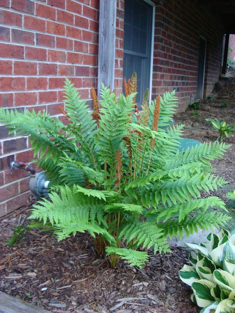 My cinnamon fern is just growing like crazy this spring! The fronds are three feet long! Pool Entrance, Shade Landscape, Wetland Plants, Side Gardens, Cinnamon Fern, Fern Bush, Relaxing Patio, Fern Garden, Shade Landscaping