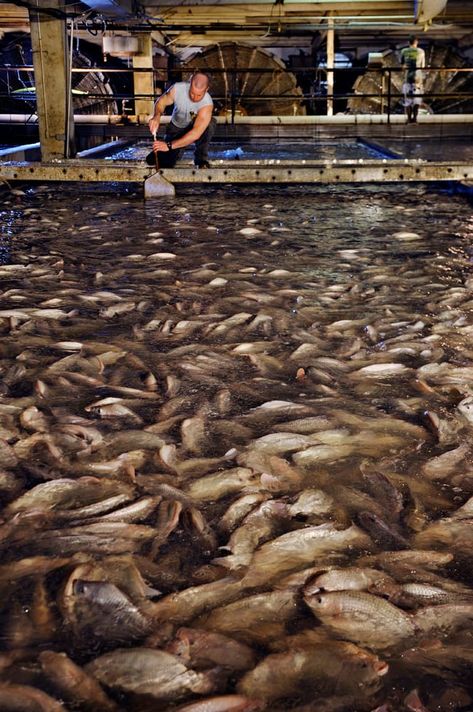 Aquaculture Fish Farming, Farming Fish, Farming Art, Aquaculture Fish, Fish Farm, Salmon Farming, Wild Caught Fish, Farming Business, Fish Stock