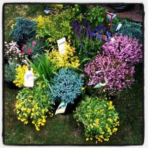 Landscape: Partial sun / shade plants. I love the combination of colors. Perenial Garden, Shade Perennial Garden, Furniture Top View, Part Shade Perennials, Part Sun Perennials, Partial Sun Perennials, Perennial Garden Plans, Shade Landscaping, Flower Garden Plans