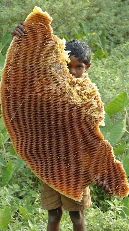 El Kattunayakan son personas tribales que viven profundamente en los bosques de la Reserva de la Biosfera Nilgiris en el sur de la India. Recogen y venden miel. Wild Honey, Save The Bees, Bees Knees, Bee Keeping, Science And Nature, Bee Hive, Honey Bee, Amazing Nature, Beautiful World