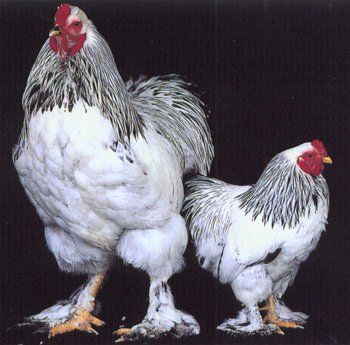 Click this image to show the full-size version. Chicken Backyard, Light Brahma, Bantam Chicken, Brahma Chicken, Bantam Chickens, Fancy Chickens, Beautiful Chickens, Laying Hens, Keeping Chickens