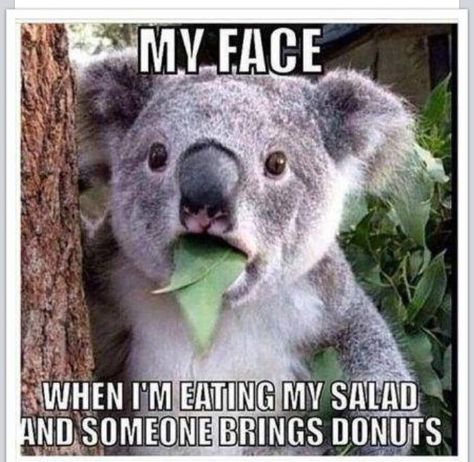 My face... when I'm eating my salad and someone brings donuts.  (no link) Tierischer Humor, Sibling Memes, Funny Koala, Motivasi Diet, Cute Animal Memes, Akita Dog, Funny Animal Quotes, Funny Animal Jokes, Silly Animals