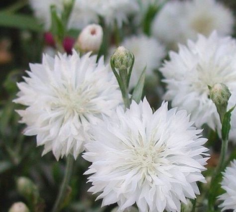 Cornflower White, English Country Weddings, Bees And Butterflies, Attracting Bees, Cut Flower Garden, Flower Border, Flower Seeds, Garden Planning, Cut Flowers