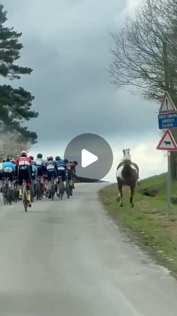 Asker CK Elite / U23 on Instagram: "Hero of the day i Arden Challenge #ardenchallenge #cyclingoutofcontext #cyclerace COPYRIGHT @askerckeliteherrer SHARING? TAG @askerckeliteherrer AND @haakonaalrust AND @larsdaniels_" Cute Wild Animals Videos, Horse Laughing, Funny Farm Animals, Horse Video, Animal Videos Funny, Horses Being Silly, Beautiful Horses Wild, Wild Animals Videos, Hero Of The Day