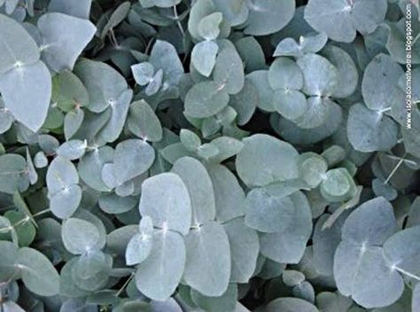 Sophie Collins, Eucalyptus Cinerea, Types Of Trees, List Of Flowers, Australian Flora, Room Paint, Wedding Flowers, Trees, Google Search