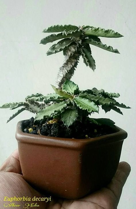 Euphorbia Decaryi, Succulent Bonsai, Rock Garden Plants, Weird Plants, Succulent Landscaping, Succulent Garden Diy, Growing Succulents, Succulent Gardening, Unusual Plants