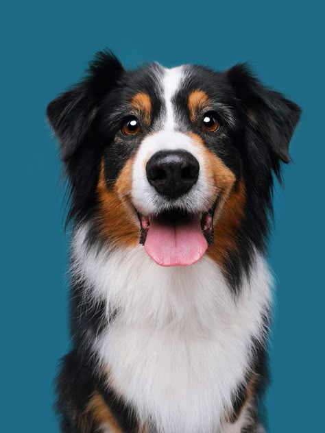 Animals Portrait Photography, Cute Dog Photography, Dog Face Reference, Animal Portrait Photography, Animal Photo Reference, Dog Reference Photo, Dog Photography Portraits, Dog Portraits Photography, Dogs Reference