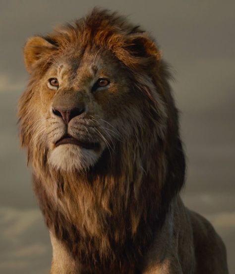 The Lion King 1994, The Lion King 2019, The Lion King 2 Simba's Pride, The Lion King 1 1/2, Timon & Pumbaa 1995, The Lion Guard] Simba he lion is a male lion he is the king of pride rock who succeeds scar he is the son of mufasa and sarabi and the mate of nala simba have home and king of the pride lands and bracelet radio call anyone names he from vorton be good guy to the superheroes dinosaurs series of dimensions Mufasa And Sarabi, The Lion King 2019, Lion King 2019, King Of Pride, Lion King 1 1/2, Lion King Broadway, Simba Lion, Lion King 1, Lion King Pictures