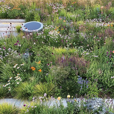 Tips for Evolving a Naturalized Garden Quickly - FineGardening Small Meadow Garden, Meadow Planting Design, Rewilding Garden, Naturalized Garden, Matrix Planting, Prospect Cottage, Adam Woodruff, Native Landscaping, Graduation Inspiration