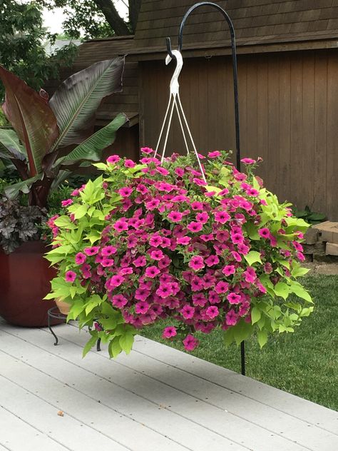 My hanging pot on my deck. Sweet potato vine and supertunias Picasso Petunia Flower Pot Ideas, Hanging Pot Outdoor, Outdoor Hanging Flower Baskets, Supertunia Planters, Potato Vine Hanging Basket, Hanging Petunia Baskets, Supertunia Hanging Baskets, Sweet Potato Vine Hanging Basket, Sweet Potato Vine Planter