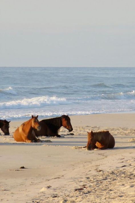 East Coast House, Island Horse, Chincoteague Ponies, Chincoteague Island, Pony Breeds, Miniature Horse, Island Beach, Sandy Beaches, Ponies