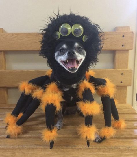 Chihuahua Halloween Costumes, Spider Halloween Costume, Beetlejuice Costume, Dino Costume, Spider Costume, Scary Dogs, Pet Halloween Costumes, Scary Costumes, Dog Halloween Costumes