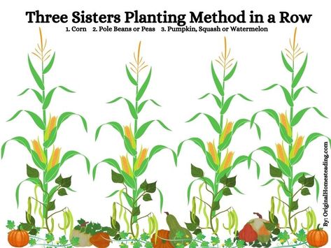 The Three Sisters Companion Planting Three Sister Companion Planting, Companion Plants For Corn, Corn Companion Plants, Companion Planting Garden Layout, Corn Companion Planting, Three Sisters Gardening, 3 Sisters Garden Layout, Three Sisters Garden Layout, 3 Sisters Planting Guide