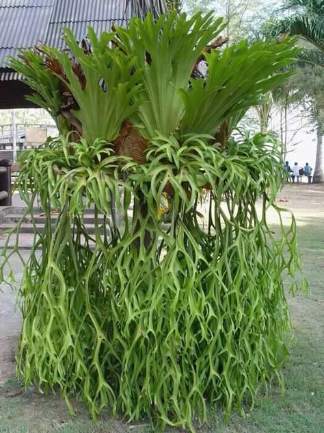 Planta Samambaia chifre de veado.                                                                                                                                                                                 Mais Kaktus Dan Sukulen, Ferns Garden, Staghorn Fern, Fern Plant, Unusual Plants, Unique Plants, Pretty Plants, Pretty Green, Exotic Plants